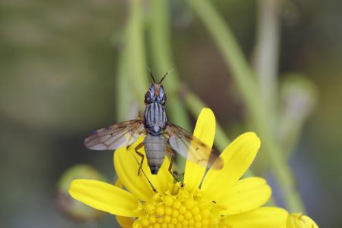 Dorycera graminum